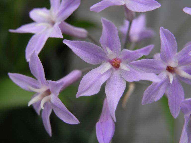 ６枚花弁の赤紫の花 はなせんせ