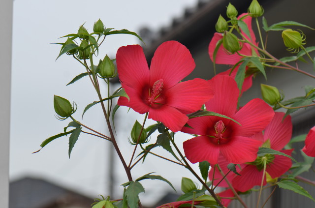 赤い大きな花 はなせんせ