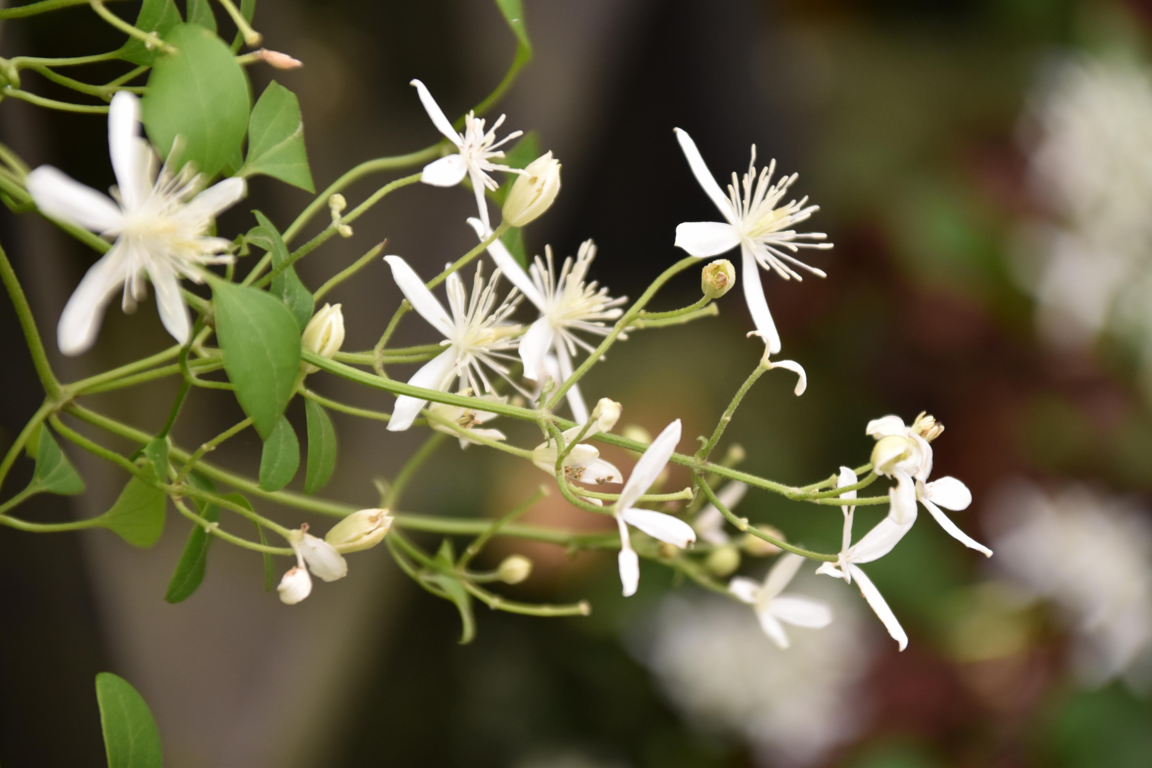 ツル性の白い花 はなせんせ